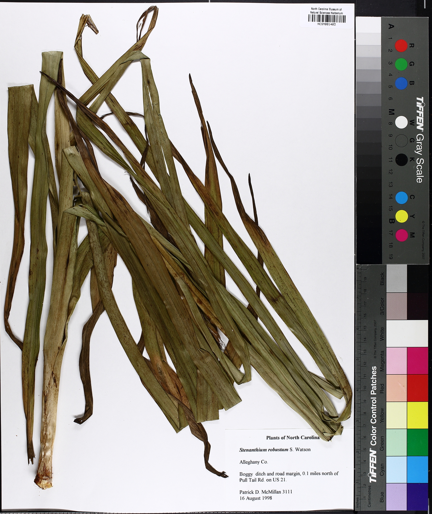 Stenanthium robustum image