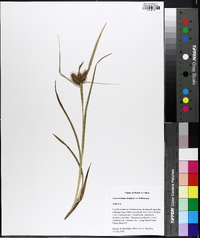 Carex bullata image