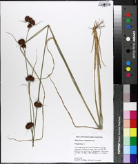 Rhynchospora cephalantha image