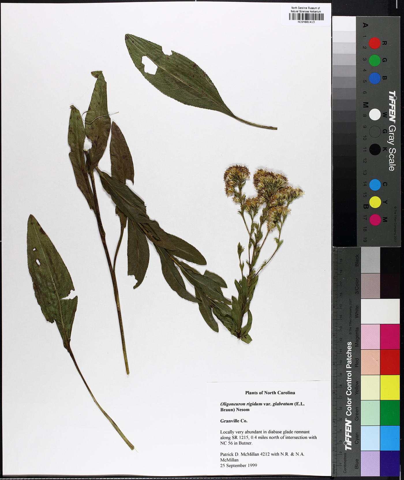 Oligoneuron rigidum var. glabratum image