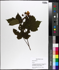 Rubus odoratus image