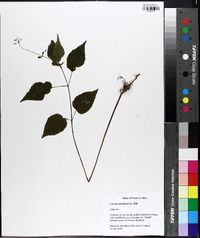 Circaea canadensis image