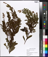 Spiraea latifolia image