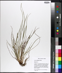 Carex calcifugens image