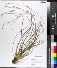 Carex impressinervia image