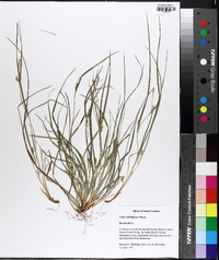 Carex calcifugens image