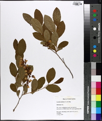 Lyonia mariana image