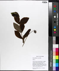 Lonicera dioica image