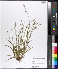 Carex styloflexa image