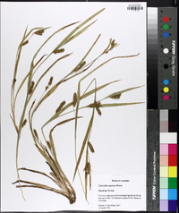 Carex flaccosperma image