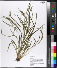 Carex pigra image