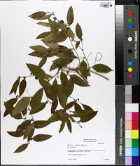 Smilax smallii image