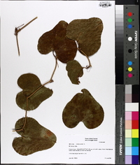 Smilax bona-nox image