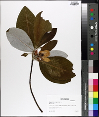 Magnolia virginiana image