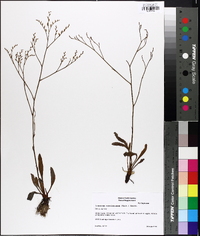 Limonium carolinianum image