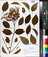 Ligustrum lucidum image