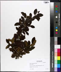 Ilex vomitoria image