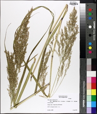 Panicum amarum var. amarulum image