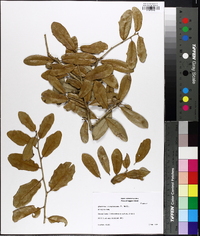 Quercus virginiana image