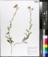 Piriqueta caroliniana image