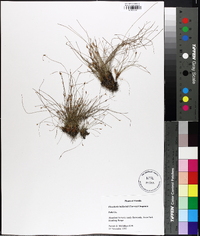 Eleocharis baldwinii image