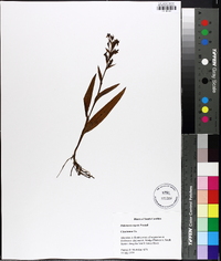 Habenaria repens image