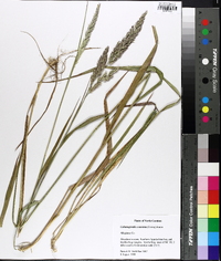 Calamagrostis coarctata image