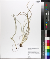 Carex superata image