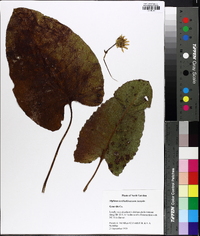 Silphium terebinthinaceum image