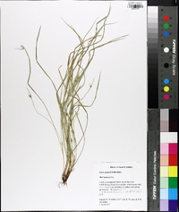 Carex jamesii image