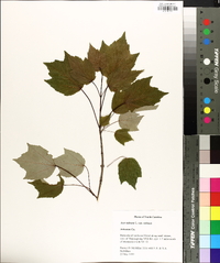 Acer rubrum var. rubrum image