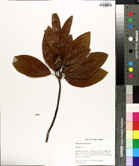 Magnolia virginiana image