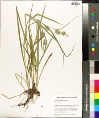 Carex lonchocarpa image