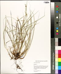 Carex dasycarpa image