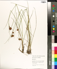 Rhynchospora tracyi image