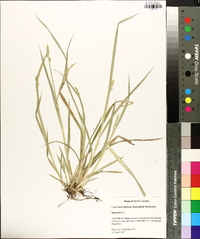 Carex laevivaginata image