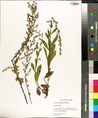 Lechea sessiliflora image