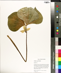 Trillium rugelii image