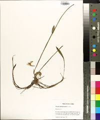 Pogonia ophioglossoides image