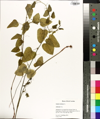 Smilax herbacea image