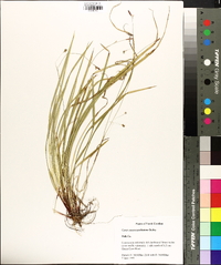 Carex austrocaroliniana image