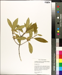 Osmanthus americanus image