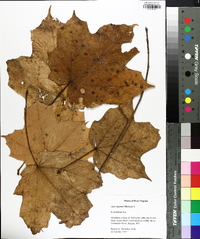 Acer nigrum image