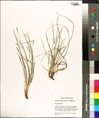 Carex oligocarpa image