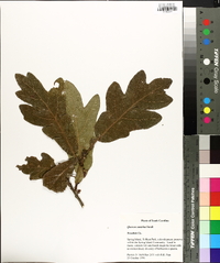 Quercus austrina image