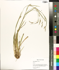 Carex striatula image