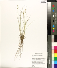 Carex echinata image