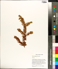 Taxus canadensis image