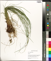 Carex woodii image