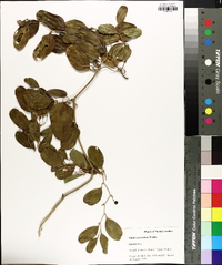 Smilax auriculata image